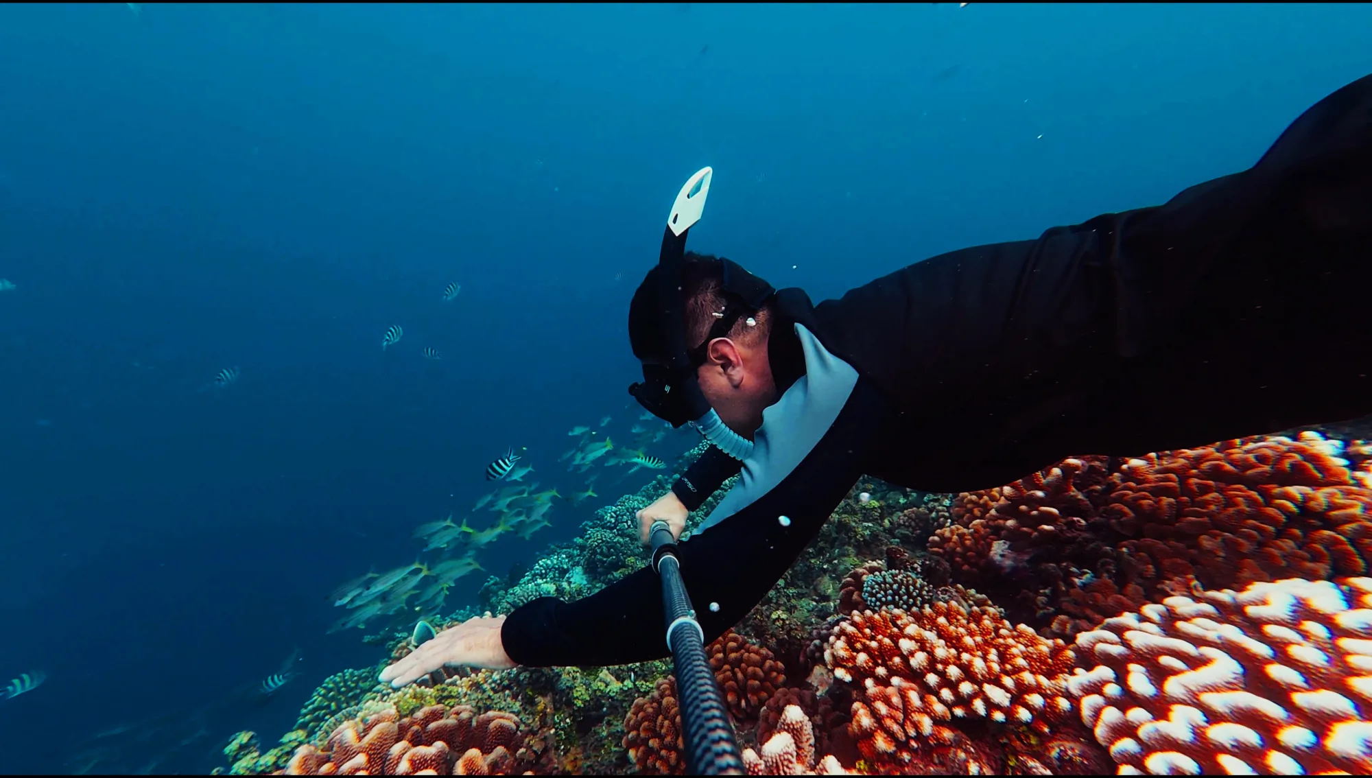 Le récif corallien du lagon de Tahiti