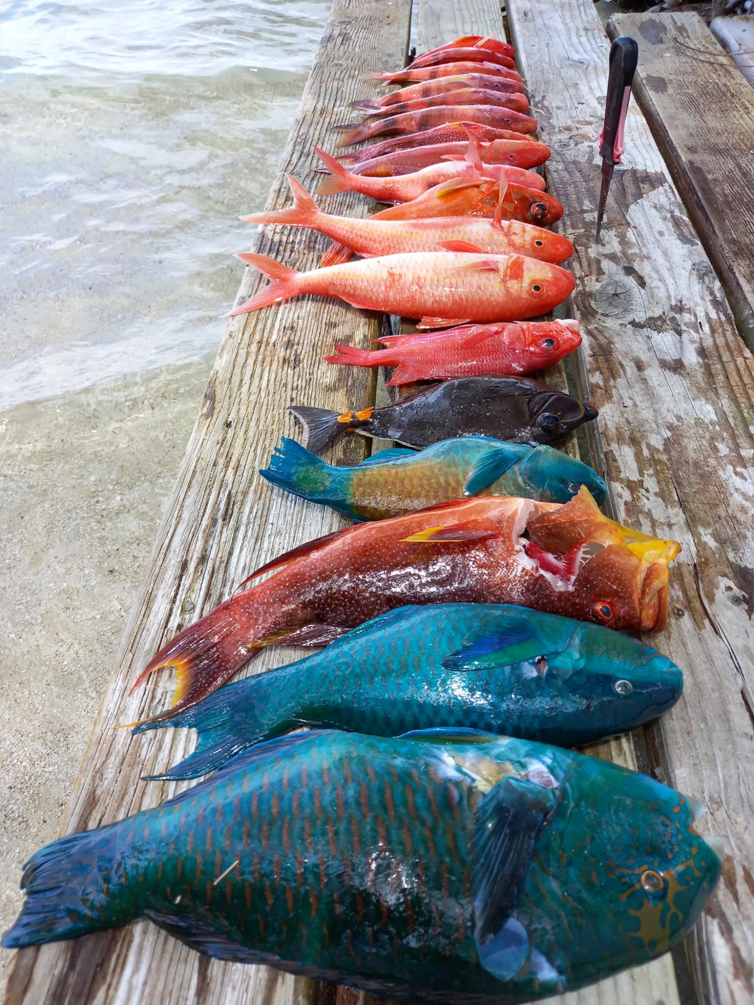 La pêche du jour